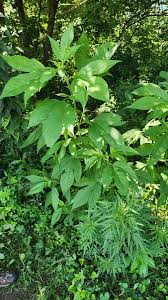 Attēlu rezultāti vaicājumam “Ambrosia artemisiifolia leaf”