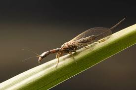 Attēlu rezultāti vaicājumam “Raphidioptera”