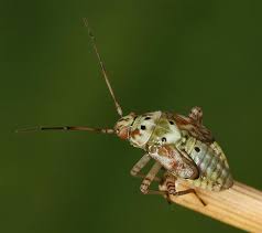 Attēlu rezultāti vaicājumam “Lygus pratensis imago”