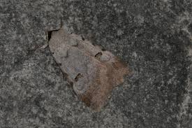 Attēlu rezultāti vaicājumam “Lygephila viciae”