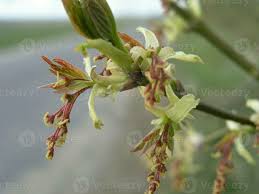 Attēlu rezultāti vaicājumam “Acer negundo female flower”