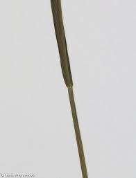 Attēlu rezultāti vaicājumam “Melica nutans leaf”