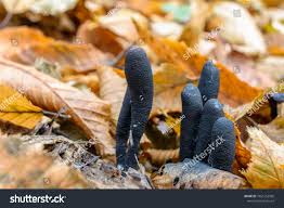 Attēlu rezultāti vaicājumam “Xylaria polymorpha”