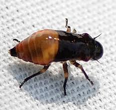 Attēlu rezultāti vaicājumam “Aphrophora nymph”