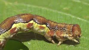 Attēlu rezultāti vaicājumam “Erannis defoliaria larva”