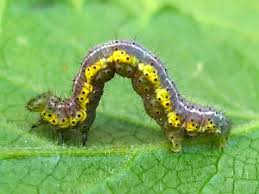 Attēlu rezultāti vaicājumam “Macaria wauaria”