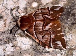 Attēlu rezultāti vaicājumam “Endromis versicolora”