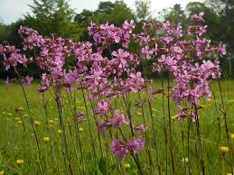 Attēlu rezultāti vaicājumam “Silene viscaria”