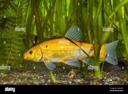 Image result for Tinca tinca