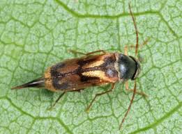 Attēlu rezultāti vaicājumam “Mordellidae”