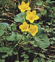 Attēlu rezultāti vaicājumam “Caltha palustris leaf”