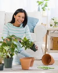 House Plants