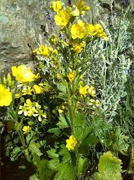 Attēlu rezultāti vaicājumam “Ranunculus mendax flower”