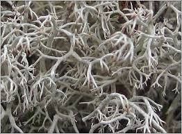 Attēlu rezultāti vaicājumam “Cladonia ciliata”