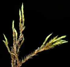 Attēlu rezultāti vaicājumam “Schistidium apocarpum”