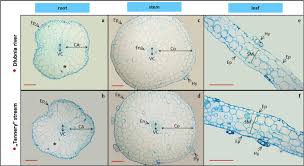 Attēlu rezultāti vaicājumam “Callitriche cophocarpa leaf”