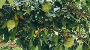 Attēlu rezultāti vaicājumam “Odontites vulgaris fruit”