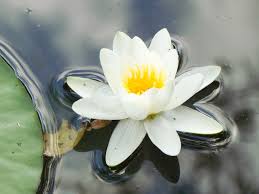 Attēlu rezultāti vaicājumam “Nymphaea candida”