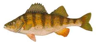 Image result for Perca flavescens