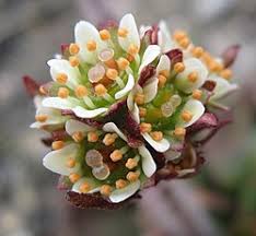 Attēlu rezultāti vaicājumam “Saxifraga cymbalaria fruit”