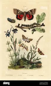 Attēlu rezultāti vaicājumam “Anarta myrtilli larva”