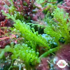 Attēlu rezultāti vaicājumam “Calypogeia azurea macro”