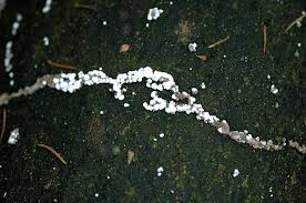 Attēlu rezultāti vaicājumam “Diderma testaceum”