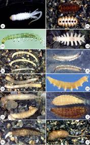 Attēlu rezultāti vaicājumam “Sciomyzidae”
