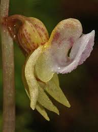 Attēlu rezultāti vaicājumam “Epipogium aphyllum”