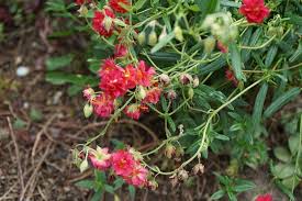 Attēlu rezultāti vaicājumam “Helianthemum x hybridum flower”