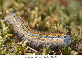 Attēlu rezultāti vaicājumam “Malacosoma neustria”