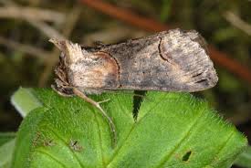 Attēlu rezultāti vaicājumam “Abrostola triplasia”