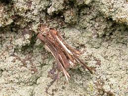 Attēlu rezultāti vaicājumam “Psyche casta”