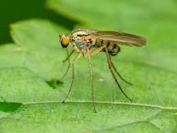 Attēlu rezultāti vaicājumam “Dolichopodidae”