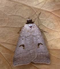 Attēlu rezultāti vaicājumam “Lygephila pastinum”