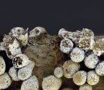 Attēlu rezultāti vaicājumam “Physarum penetrale”