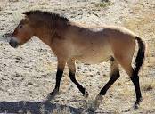 Przewalski-Pferd – Wikipedia