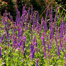 Image result for Salvie