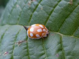 Attēlu rezultāti vaicājumam “Calvia decemguttata”