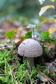 Attēlu rezultāti vaicājumam “Amanita excelsa”