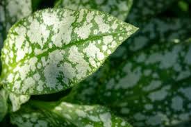 Attēlu rezultāti vaicājumam “Pulmonaria saccharata leaf”
