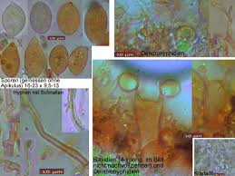 Attēlu rezultāti vaicājumam “Corticium roseum”