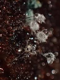 Attēlu rezultāti vaicājumam “Comatricha nigra stalked”