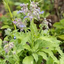 Image result for Borretsch