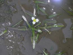 Attēlu rezultāti vaicājumam “Saelania glaucescens sporophyte”