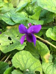Attēlu rezultāti vaicājumam “Viola riviniana leaf”