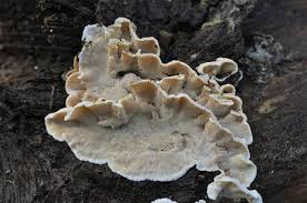 Attēlu rezultāti vaicājumam “Skeletocutis brevispora”