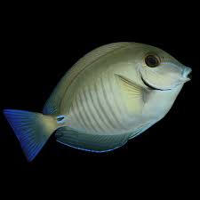 Image result for Acanthurus chirurgus