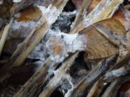 Attēlu rezultāti vaicājumam “Athelia arachnoidea”