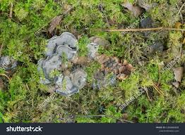 Attēlu rezultāti vaicājumam “Phellodon niger”